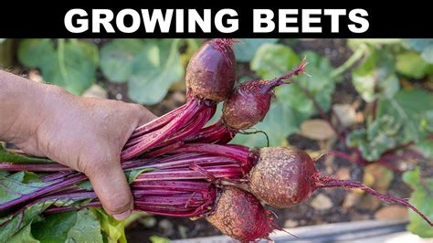 How To Grow Beets A Complete Guide To Growing Beet Root And Beet Greens