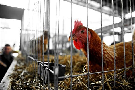 Wegen vogelgrippe müssen tausende hühner sterben. Vogelgrippe-Prävention: Kleintierschau in Ried abgesagt - Ried