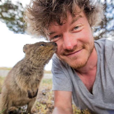 Meet the quokka, an australian animal that radiates happiness. Quokka Selfie Trend Has People Posing with Adorable ...