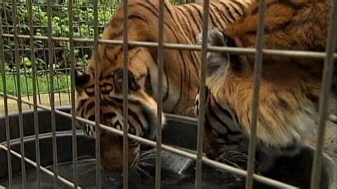 At age 16, she opened the emoya big cat sanctuary on her family's farm in south africa. Animal Attack: Head Keeper Killed at Oregon Wildcat ...