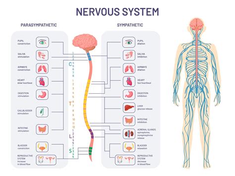 Autonomic Nervous System Ans What It Is And How It Works