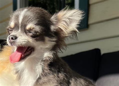 Apple Head Chihuahua Dainty Paws