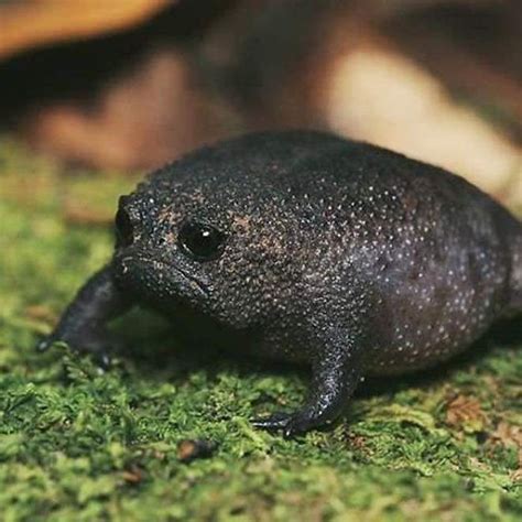 These Adorable Black Rain Frogs Look Like Little Angry Avocados Dog