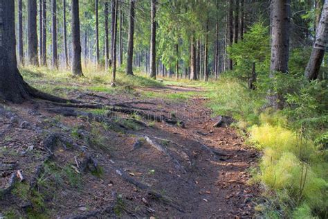 Wood Landscape Stock Image Image Of Beauty Plant Park 18969061