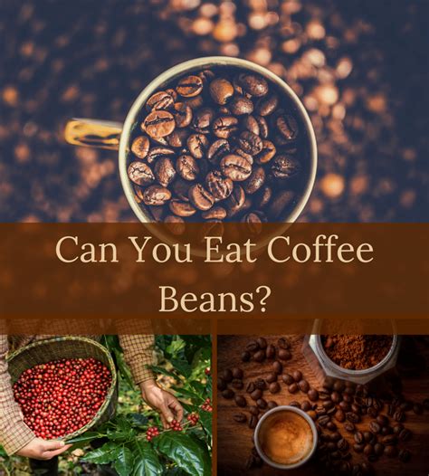 Can You Eat Coffee Beans Yes And Heres Why You Should