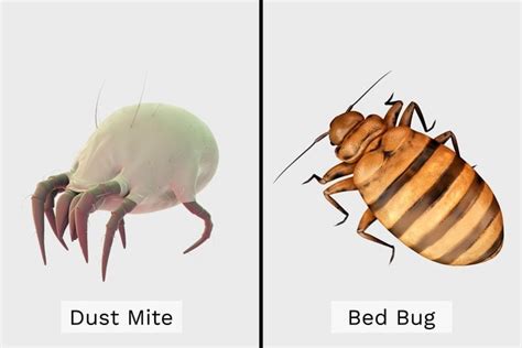 Dust Mites Vs Bed Bugs Bites Treatments And Prevention The Healthy