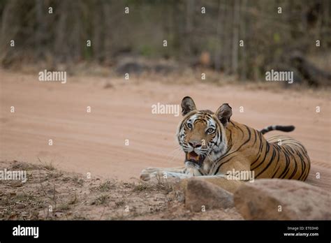 Royal Bengal Tiger Sitting On Forest Track In Bandhavgarh National Park
