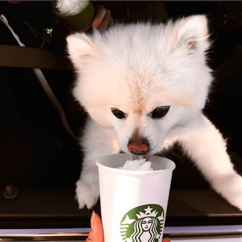 Starbucks Puppuccino The Must Have Treat For Dogs