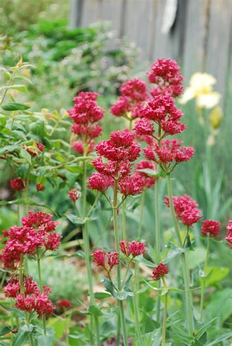 Onions are best grown in a raised bed at least 4 inches high. Fabulous Water-Wise Perennials for Colorado Gardens ...