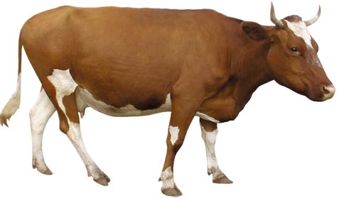 Cattle Png Free Download Png All