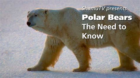 Shamu Tvs Saving A Species Polar Bears