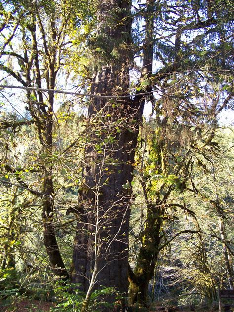 Vancouver Island Big Trees The San Juan Spruce Canadas Largest Sitka
