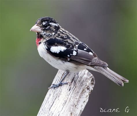 Juvenile Male Rose Breasted Grosbeak At The Same Time Ever Flickr