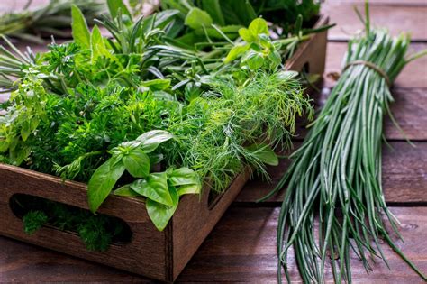 10 Culinary Herbs For Your Garden—tips To Grow And Preserve — Rooted