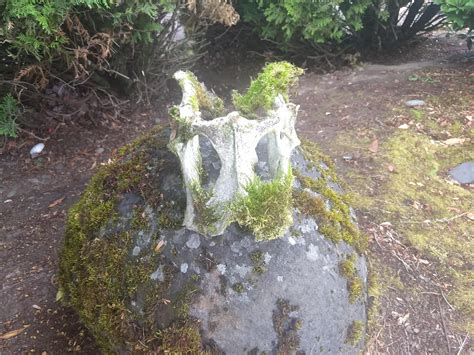 Is This A Roe Deer Pelvis Bone Fragment Ideas Rbonecollecting