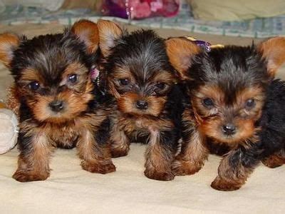 Gorgeous tiny teacup and toy yorkie puppies available for sale at teacups, puppies and boutique of south florida! Teacup Puppies - Best Animals