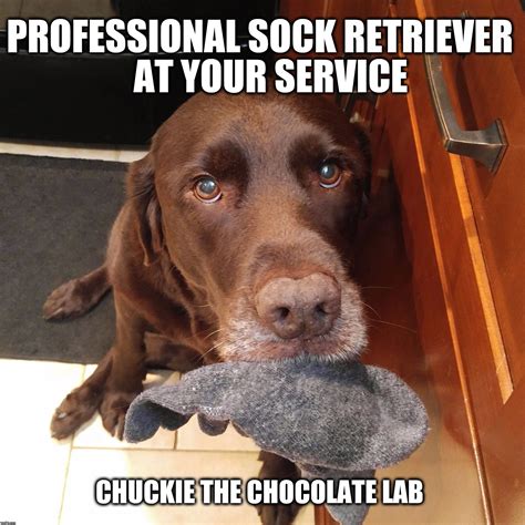 Professional Sock Retriever Professional Sock Retriever At Your