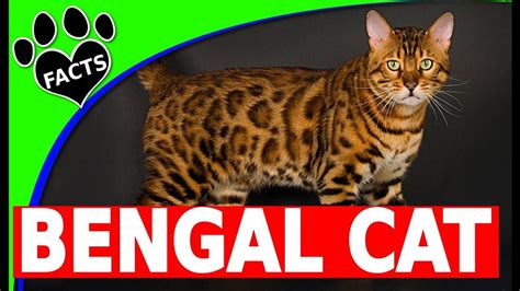 Pin On Bengal Cats