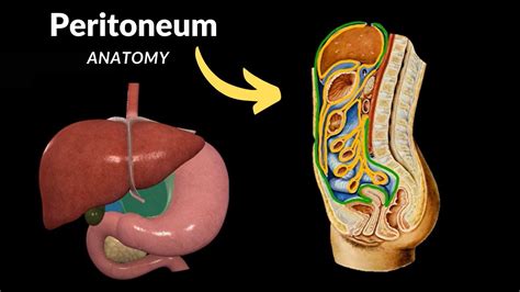 Peritoneum Parts Lesser And Greater Omentum Mesentery Peritoneal