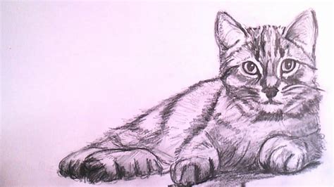 How To Draw A Realistic Cat With Pencil Step By Step Como Dibujar Un Gato Como Dibujar