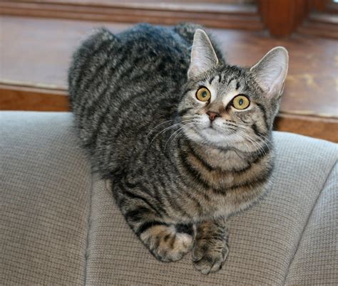 Grey Striped Cat Breeds Cats Types