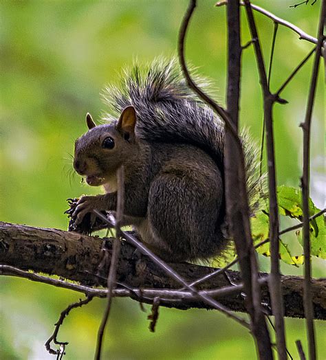 Squirrel Eating An Acorn Photograph By Patricia Brock Fine Art America