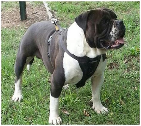 See our sister site for more puppies. Alapaha Blue Blood Bulldog - Pictures, Rescue, Puppies ...