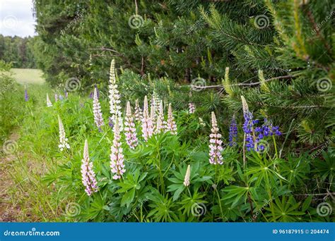 Blooming Wild Lupine Flowers In A Summer Forest Lupinus Polyphyllus