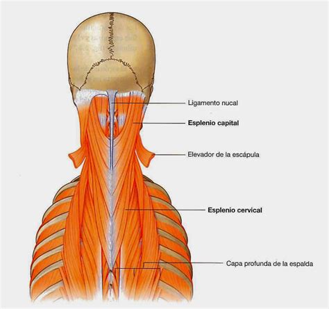 Anatomia De La Columna Cervical Region Mostrando Cervicales Fotografia