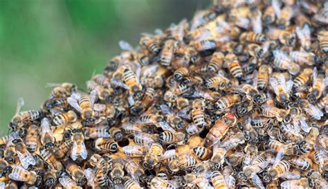 Drone Honey Bee Mating