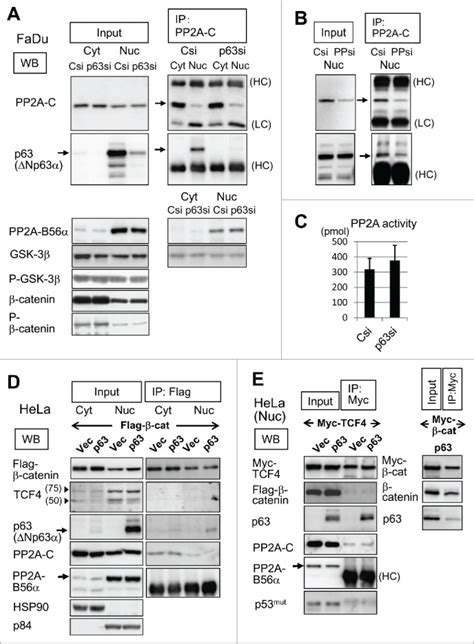 anti p63 monoclonal antibody 4a4 santa cruz biotechnology bioz