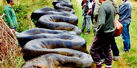 Brasil Se Encontraron Con Una Anaconda Gigante De Casi 450 Kilos Y 10