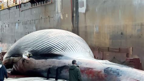 Mediterraneans Largest Whale Found Dead Off Southern Italy