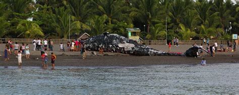 Dead Whale Of The Philippines Reminds Us How Serious Ocean Pollution