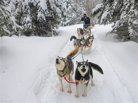 Dog Sledding Tours I Adventure I Whistler Bc Canada