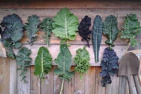 A Very Green Guide To Kale And How To Cook With It Growing Kale