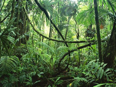 Bosques Tropicales Los Ecosistemas Terrestres Más Biodiversos Del Planeta
