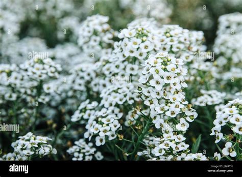 Bunch Of Tiny White Flowers In Clusters Stock Photo Alamy