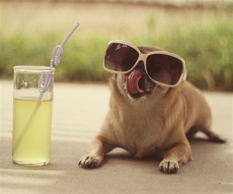 Dogs Wearing Sunglasses New Nice Pictures 2013 Funny Animals