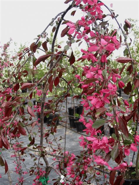 Royal Beauty Rosybloom Crabapple Jeffries Nurseries