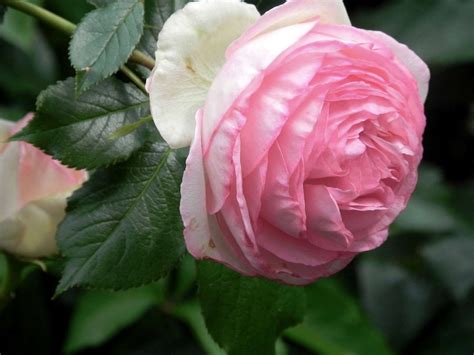 The 7 Best Climbing Roses For Your Garden Gardenista