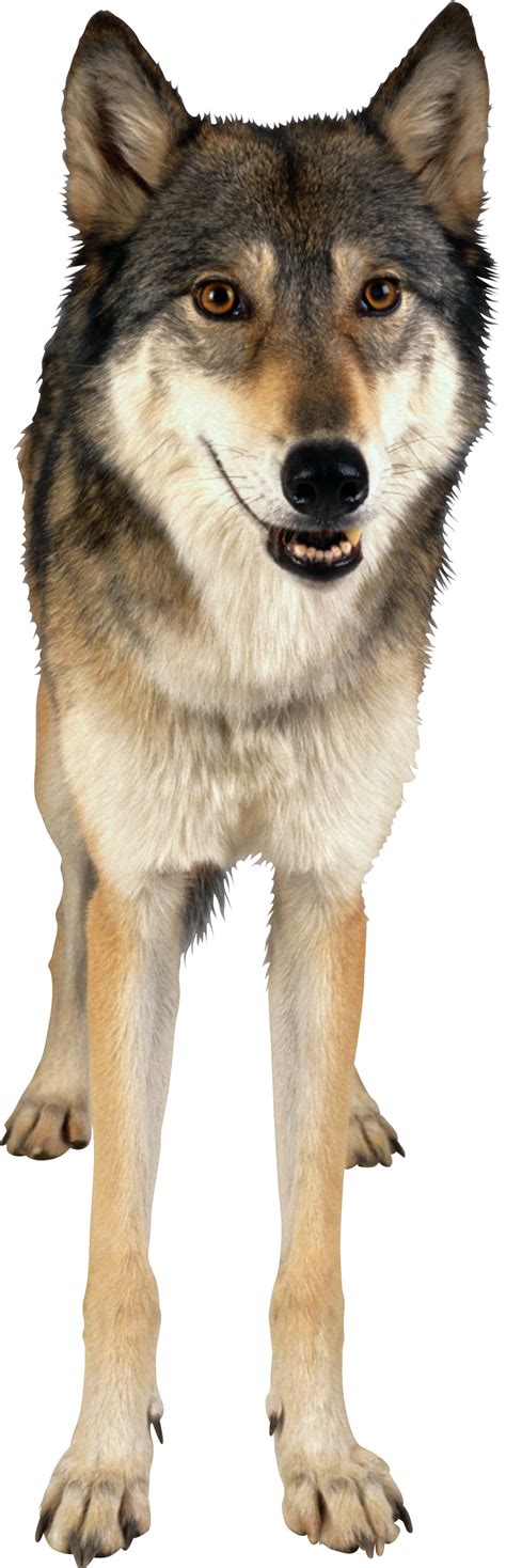 Grey Wolf Png