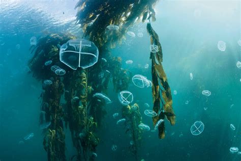 Giant Kelp Forest Image National Geographic Photo Of The Day