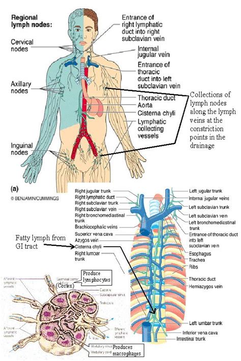 Lymphatic System Drainage Chart