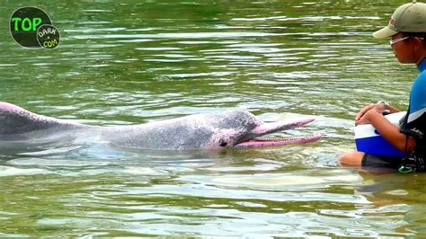 15 Animales Descubiertos En La Selva Amazónica Youtube