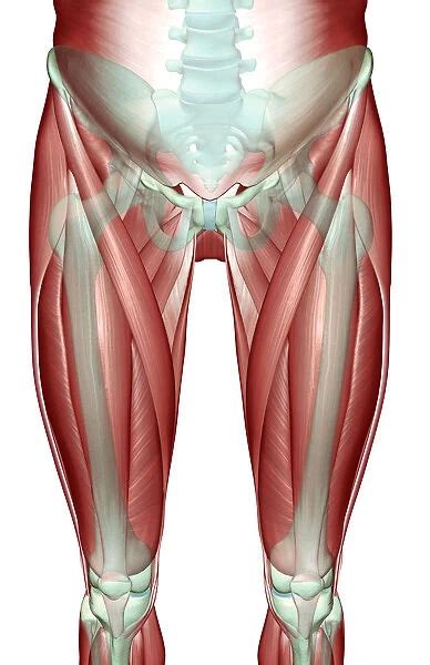 Anatomy Of The Hip Adductor Muscles Human Anatomy Free Nude Porn Photos