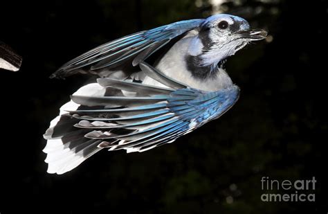 Blue Jay In Flight Photograph By Ted Kinsman Fine Art America