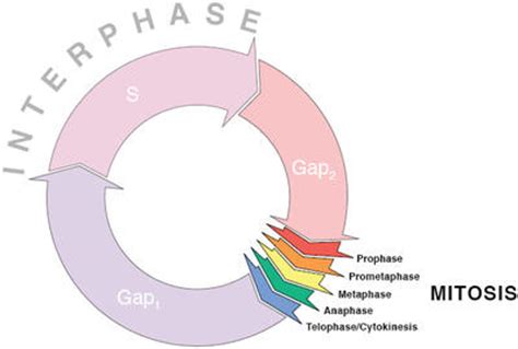 Interphase | Define Interphase at Dictionary.com
