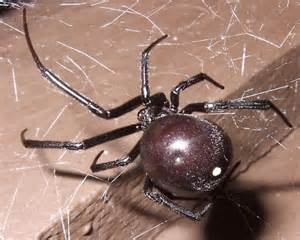 Black Widow White Spot On Abdomen Latrodectus Hesperus Bugguidenet