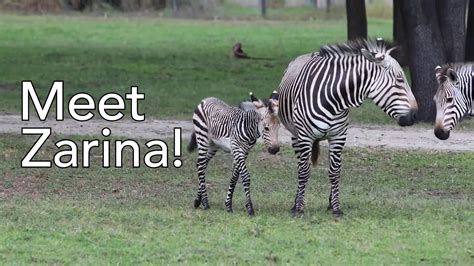 Video Baby Zebra At Disneys Animal Kingdom Lodge Named Zarina In